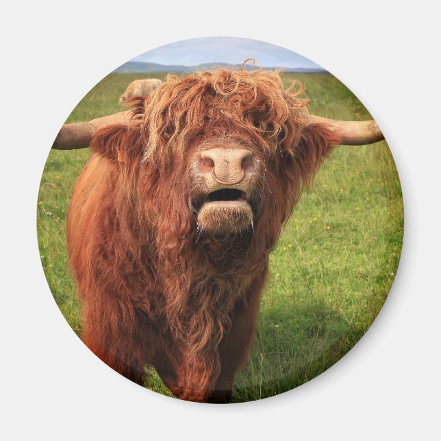 Scottish Highland Cattle - Scotland Magnet (Front)