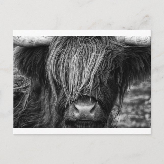Scottish Highland Cattle - Scotland Postcard (Front)