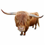 Scottish highland cattle standing photo sculpture<br><div class="desc">A Scottish highland cattle with a nose ring</div>