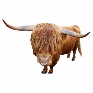 Scottish highland cattle standing photo sculpture
