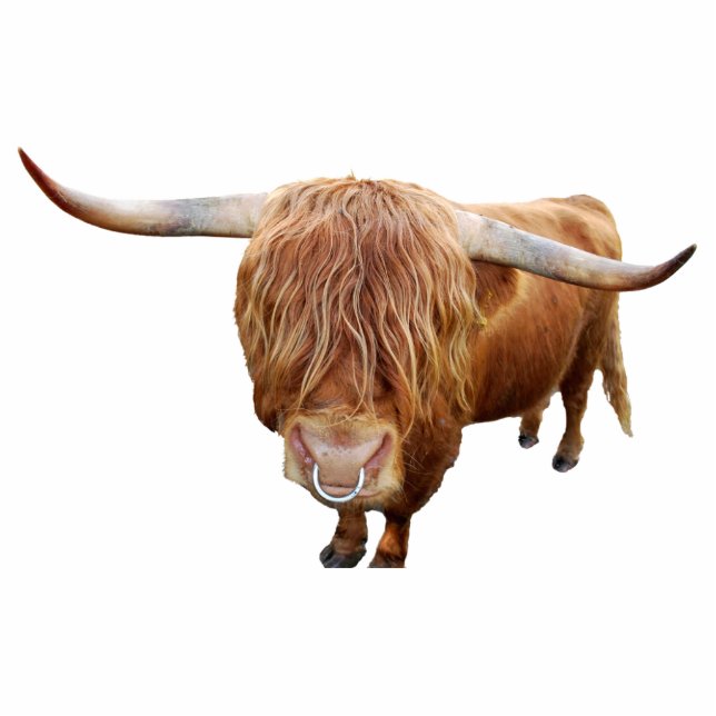 Scottish highland cattle standing photo sculpture (Front)