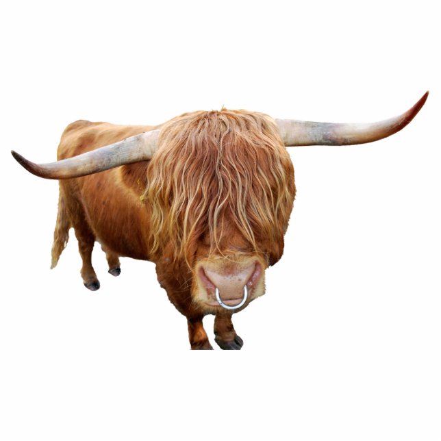 Scottish highland cattle standing photo sculpture (Front)