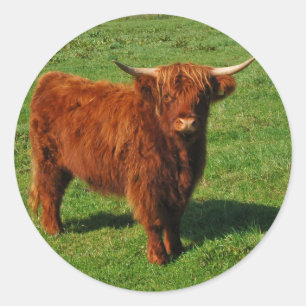 Scottish Highland Cattle Stickers