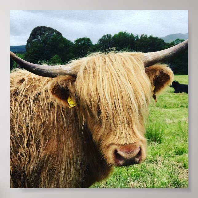 Scottish Highland Cow Art Photo Print (Front)