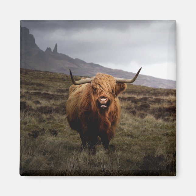Scottish Highland Cow Fridge Magnet (Front)