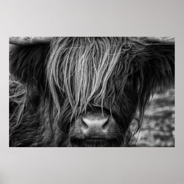 Scottish Highland Cow, Highlander, Highland Cattle Poster (Front)