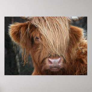 Scottish Highland Cow, Highlander, Scotland Poster