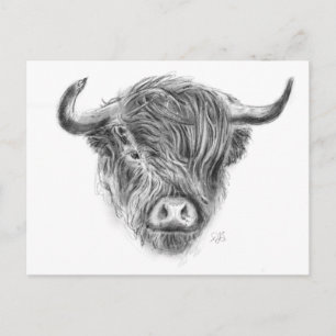 Scottish Highland Cow Illustration Postcard