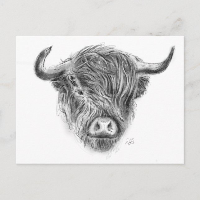 Scottish Highland Cow Illustration Postcard (Front)