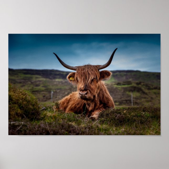 Scottish Highland Cow in Pasture Poster Print (Front)