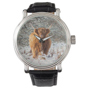 Scottish Highland cow in the snow Watch