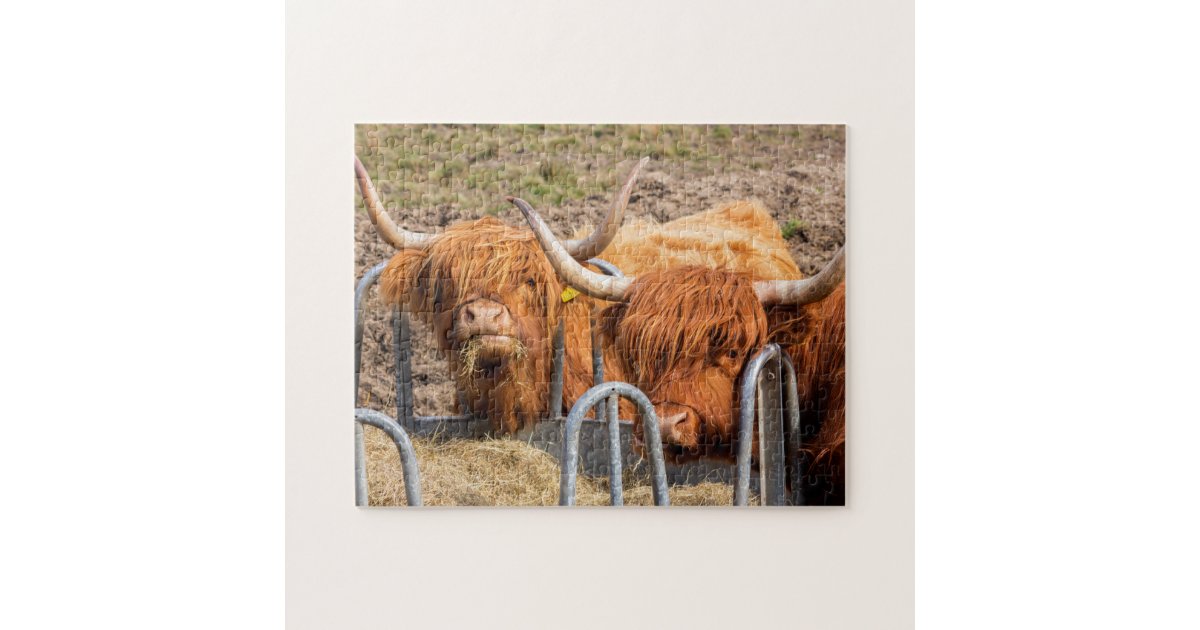 Scottish Highland cow Jigsaw Puzzle Zazzle