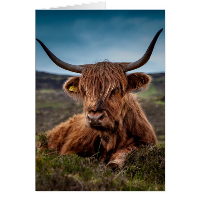Scottish Highland Cow Longhorn Bull Rancher (Front)