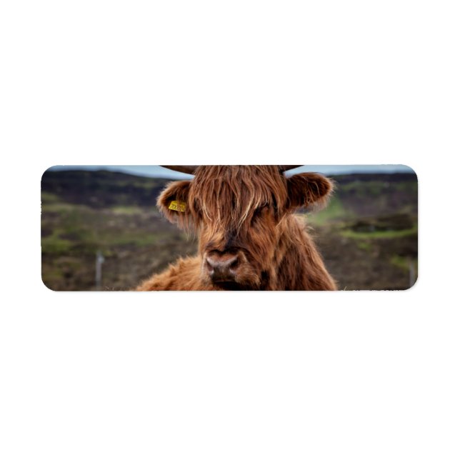 Scottish Highland Cow Longhorn Bull Rancher (Front)