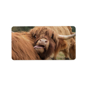 Scottish Highland cow photograph Label