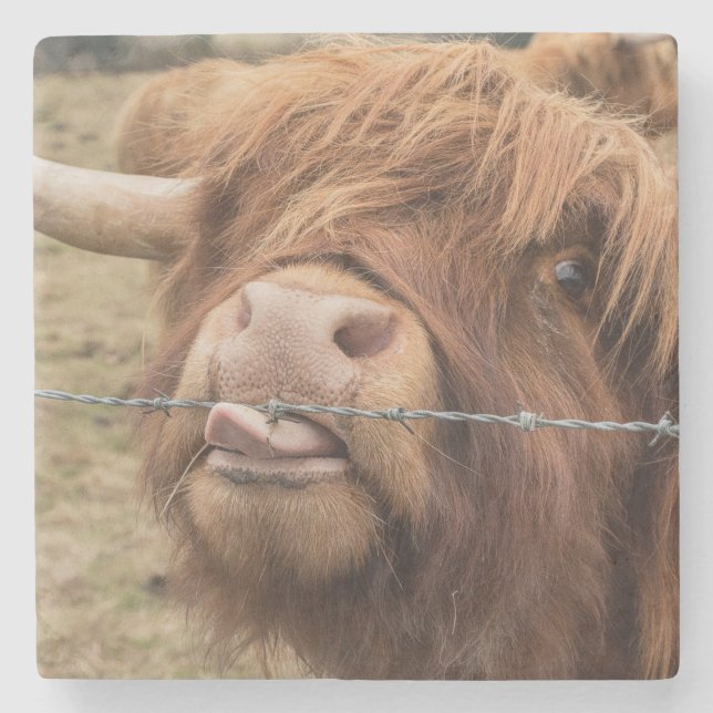 Scottish highland cow photograph stone coaster (Front)