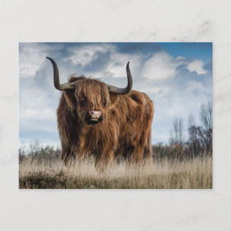 Scottish Highland Cow Postcard