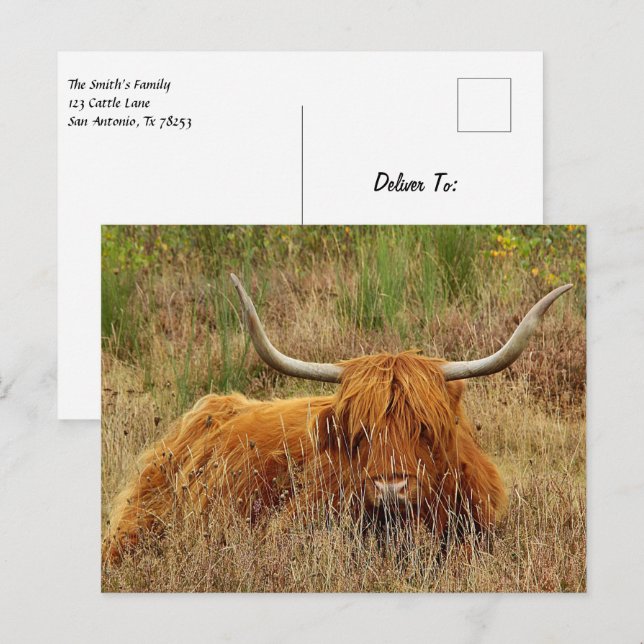 Scottish Highland Cow Postcard (Front/Back)