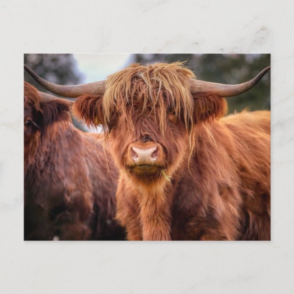 Highland Cattle Gifts & Gift Ideas Zazzle UK