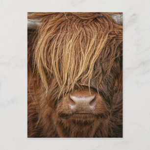 Scottish Highland Cow - Scotland Postcard