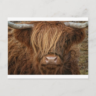 Scottish Highland Cow - Scotland Postcard