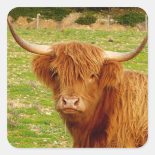 Scottish Highland Cow Square Sticker