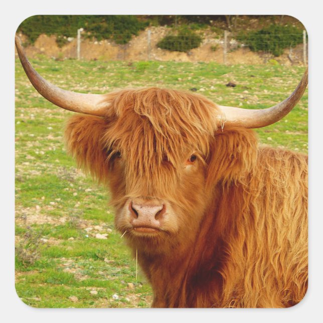 Scottish Highland Cow Square Sticker (Front)