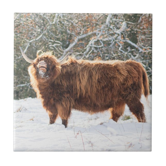 Scottish Highland cow Tile (Front)