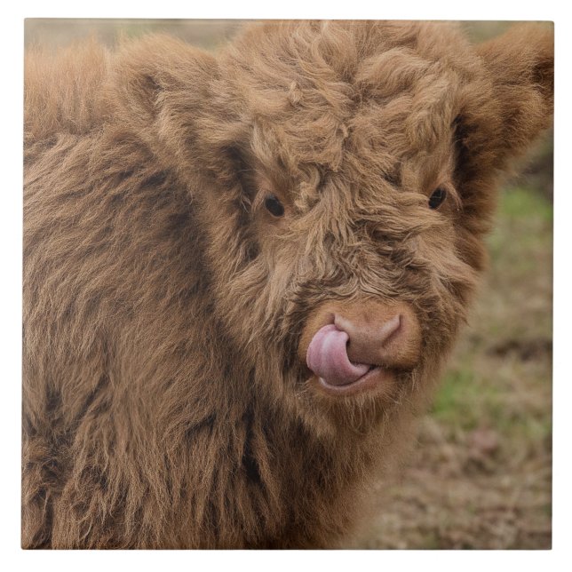 Scottish Highland cow Tile (Front)