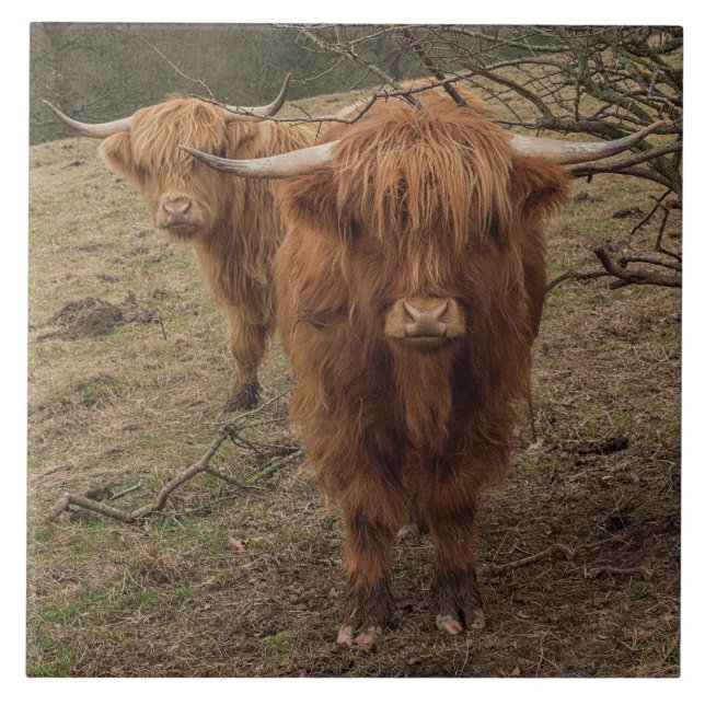 Scottish Highland cow Tile (Front)