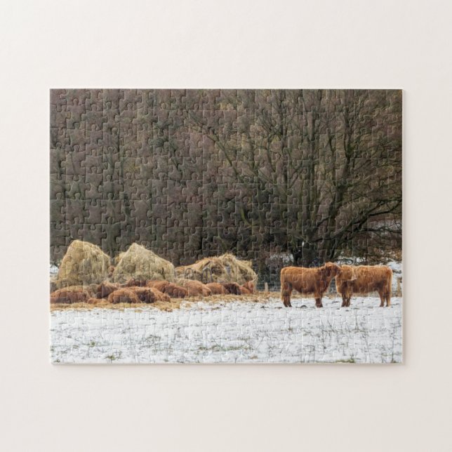 Scottish highland cows keeping warm in winter jigsaw puzzle (Horizontal)