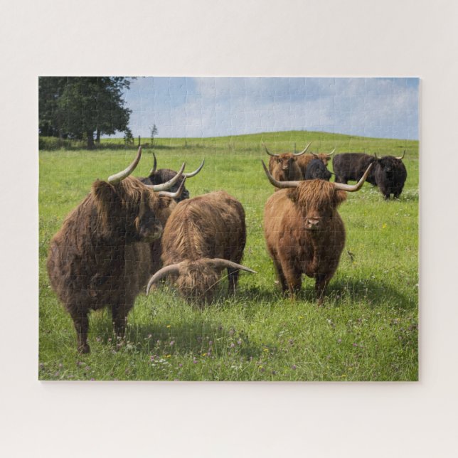 Scottish Highland Cows on Pasture Jigsaw Puzzle (Horizontal)