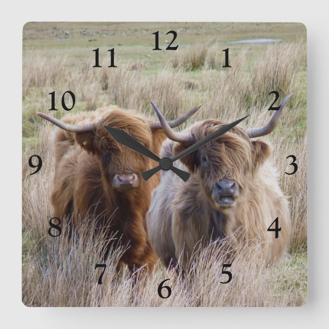 Scottish Highland Cows Square Wall Clock (Front)