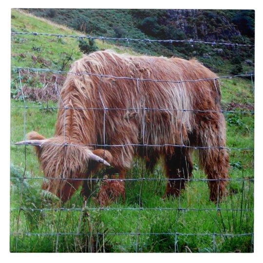 Scottish Highland Long Haired Cow Tile Zazzle Co Uk