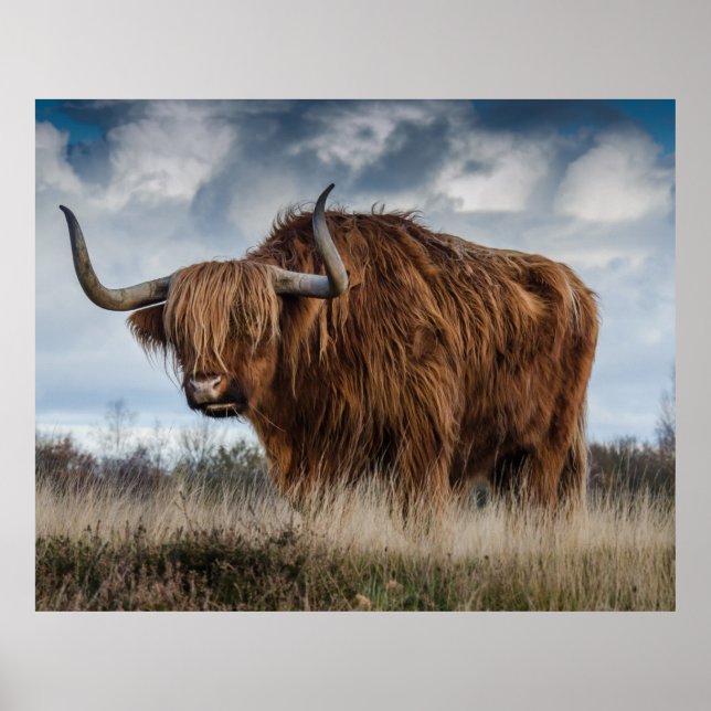 Scottish Highland longhair Poster (Front)