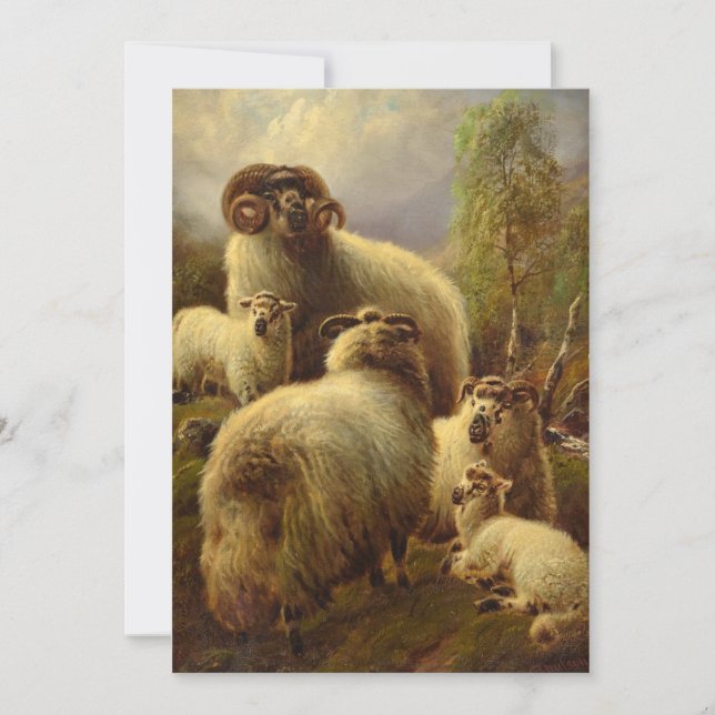 Scottish Highland Sheep Holiday Card (Front)