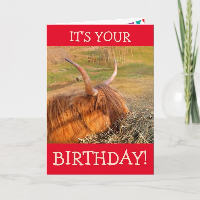 Scottish Highland Steer Pig Out Birthday Card (Front)