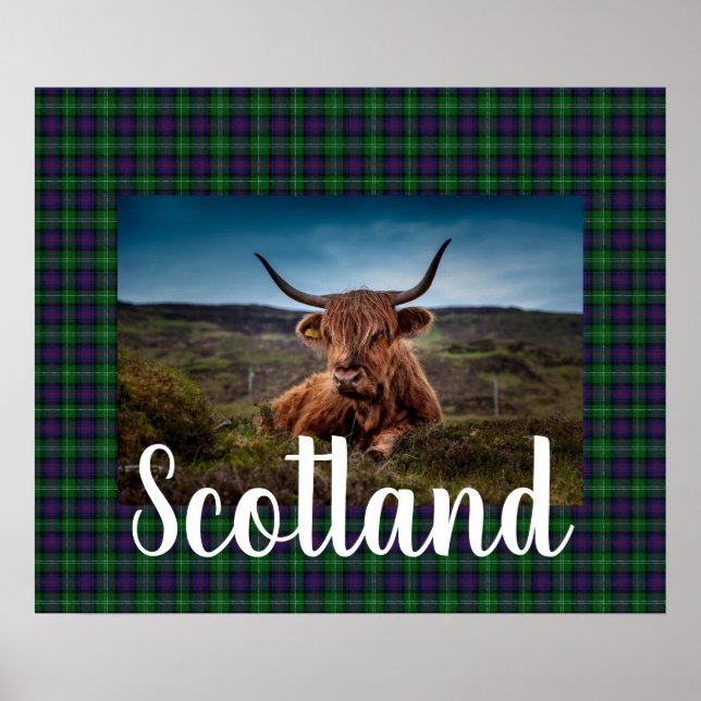 Scottish Highland Steer Poster (Front)