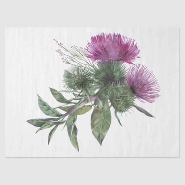 Scottish Highland Thistle Watercolor Tissue Paper (Front)