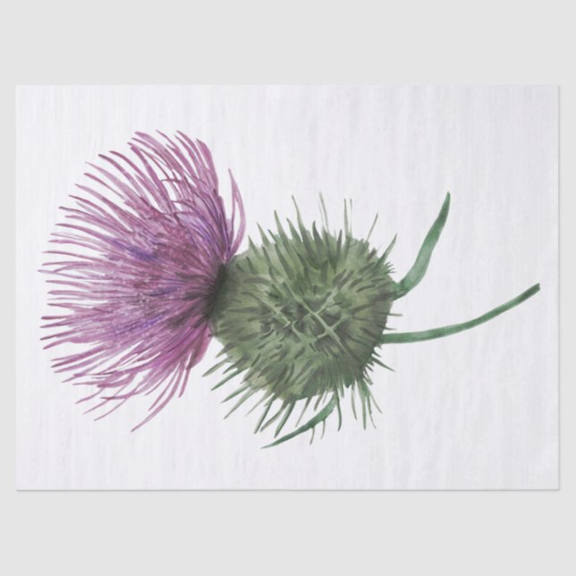 Scottish Highland Thistle Watercolor Tissue Paper (Front)