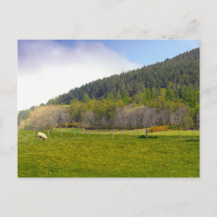 Scottish Highlands landscape Postcard