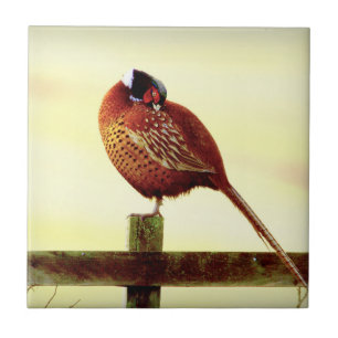 Scottish Pheasant Preening Tile