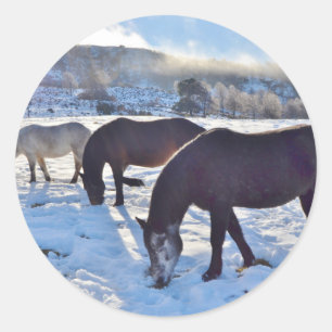 Scottish Ponies Classic Round Sticker