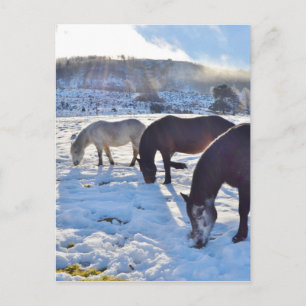 Scottish Ponies Postcard