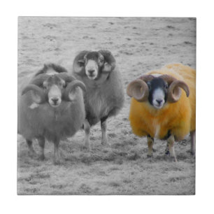Scottish Rams Tile