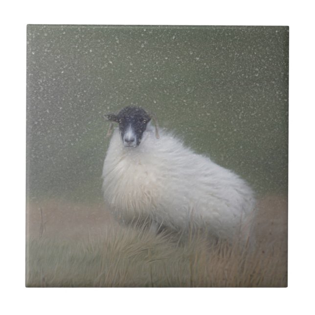 Scottish sheep tile (Front)