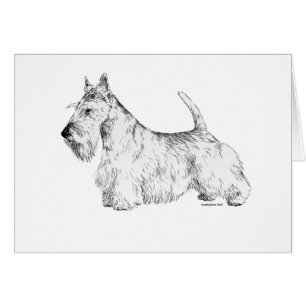 Scottish Terrier
