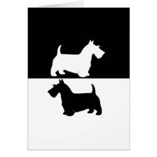 scottish terrier
