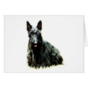 Scottish Terrier