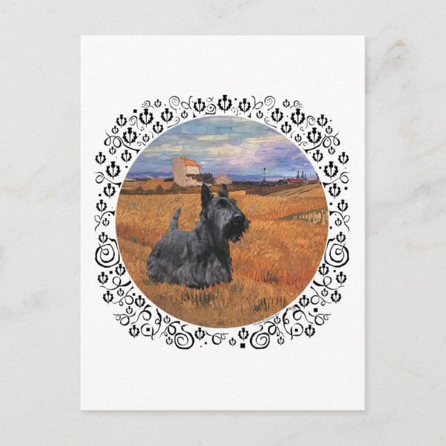Scottish Terrier at Harvest Time Postcard (Front)
